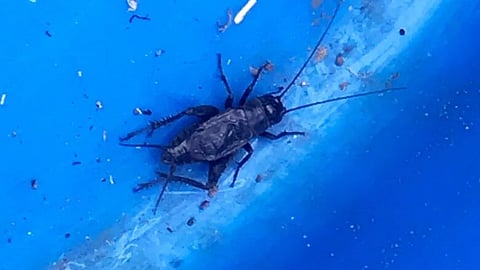 WS Poll: Would you ever eat crickets?