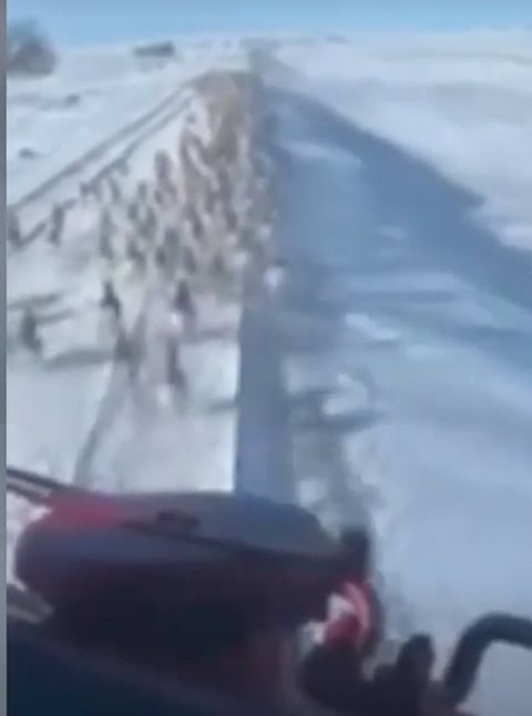 CP train shown mowing down dozens of antelope in Saskatchewan