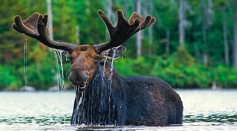 Norwegians say moose a big contributor to climate change