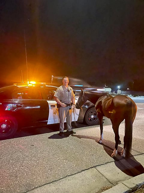 California man on horseback saddled with DUI