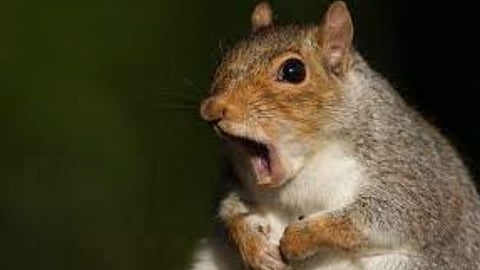 BC RCMP on the hunt for squirrel killer