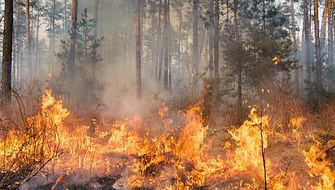 Pilot dead after helicopter fighting Alberta wildfire crashes