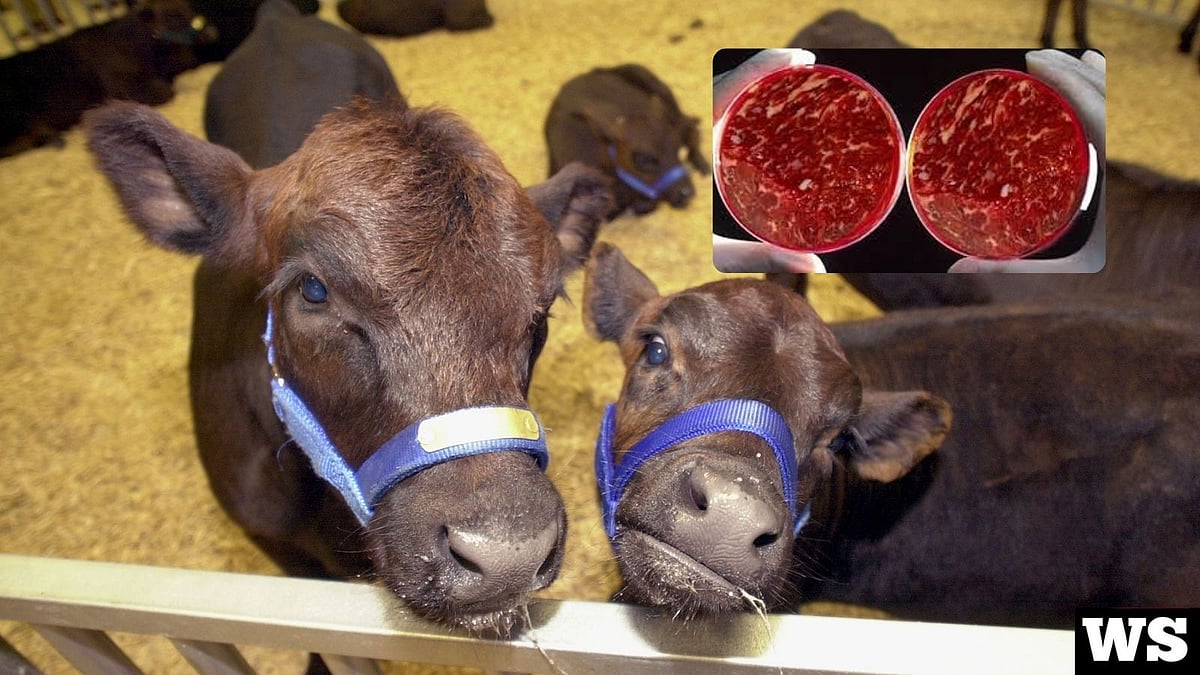 Federal auditors slam $120 million meat inspection digitization project