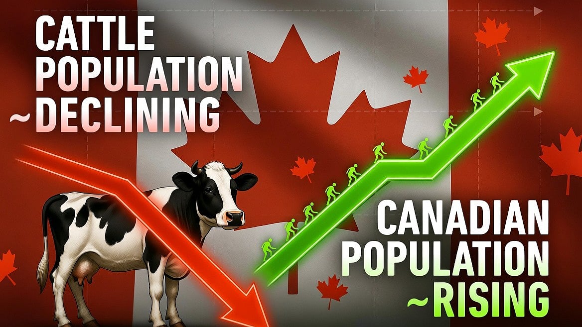 WHERE'S CANADA'S BEEF: Canada's declining cattle causing rising beef prices