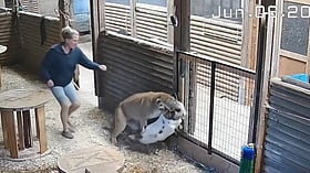 WATCH: Woman saves goat in B.C. cougar attack