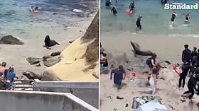 WATCH: Two giant sea lions storm busy San Diego beach
