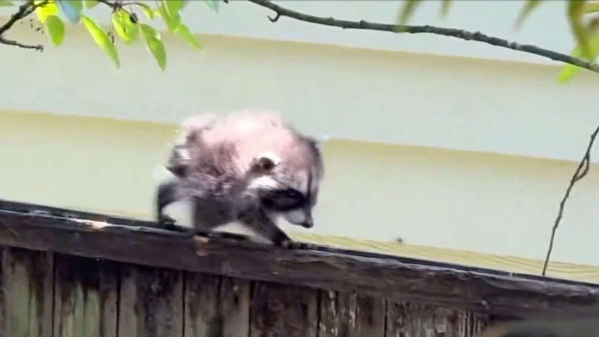 WATCH: Jimothy the disabled Seattle racoon is going viral